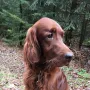 Will, ein Vorzeigerüde