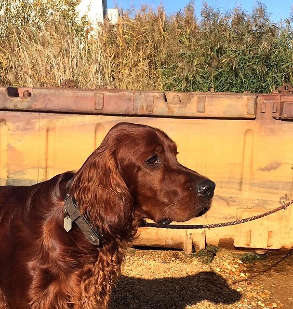 Wilson der Hübsche ist jetzt 1 Jahr alt