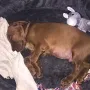 Wilson ist bei Simona und Thomas Bönig in in Heilbronn eingezogen