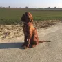 Wilson gut 4 Monate alt