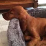 Xira Cosima fühlt sich bei Hale in Starnberg wohl