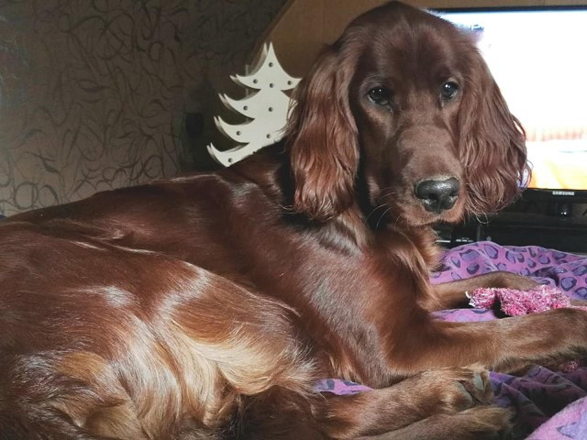 Xara Zwoa Irisch Red Setter vom Gebirgsjägerhof