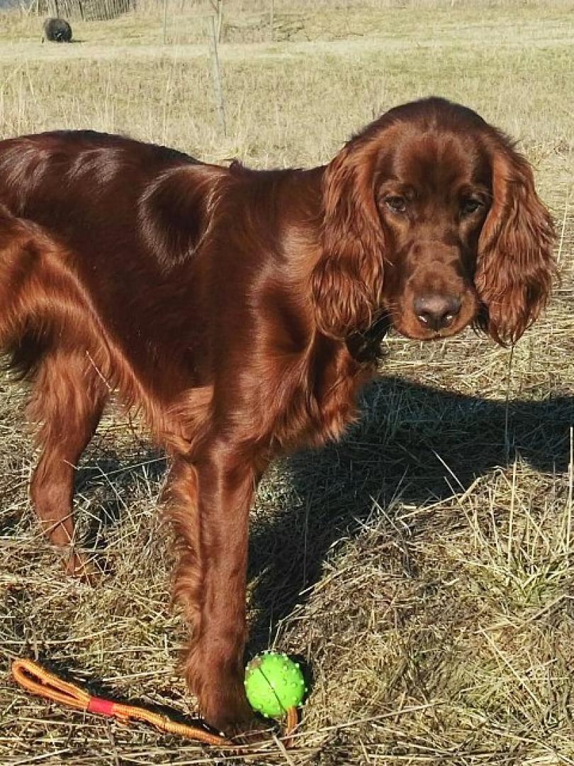 Xara Zwoa Irisch Red Setter vom Gebirgsjägerhof