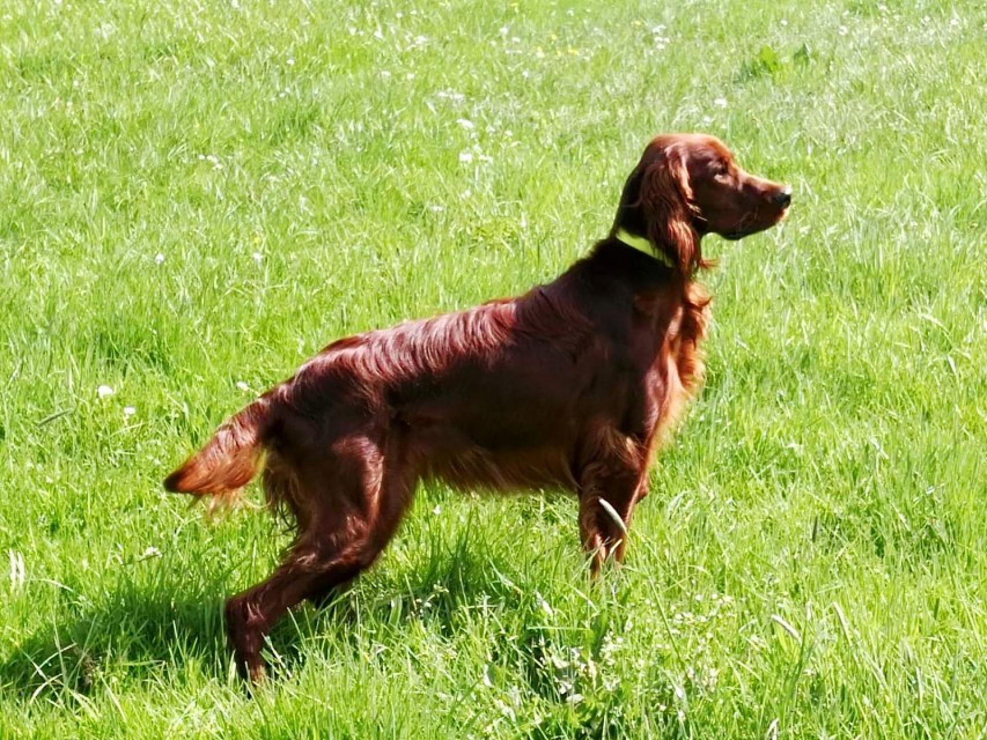 Xara Zwoa Irisch Red Setter vom Gebirgsjägerhof