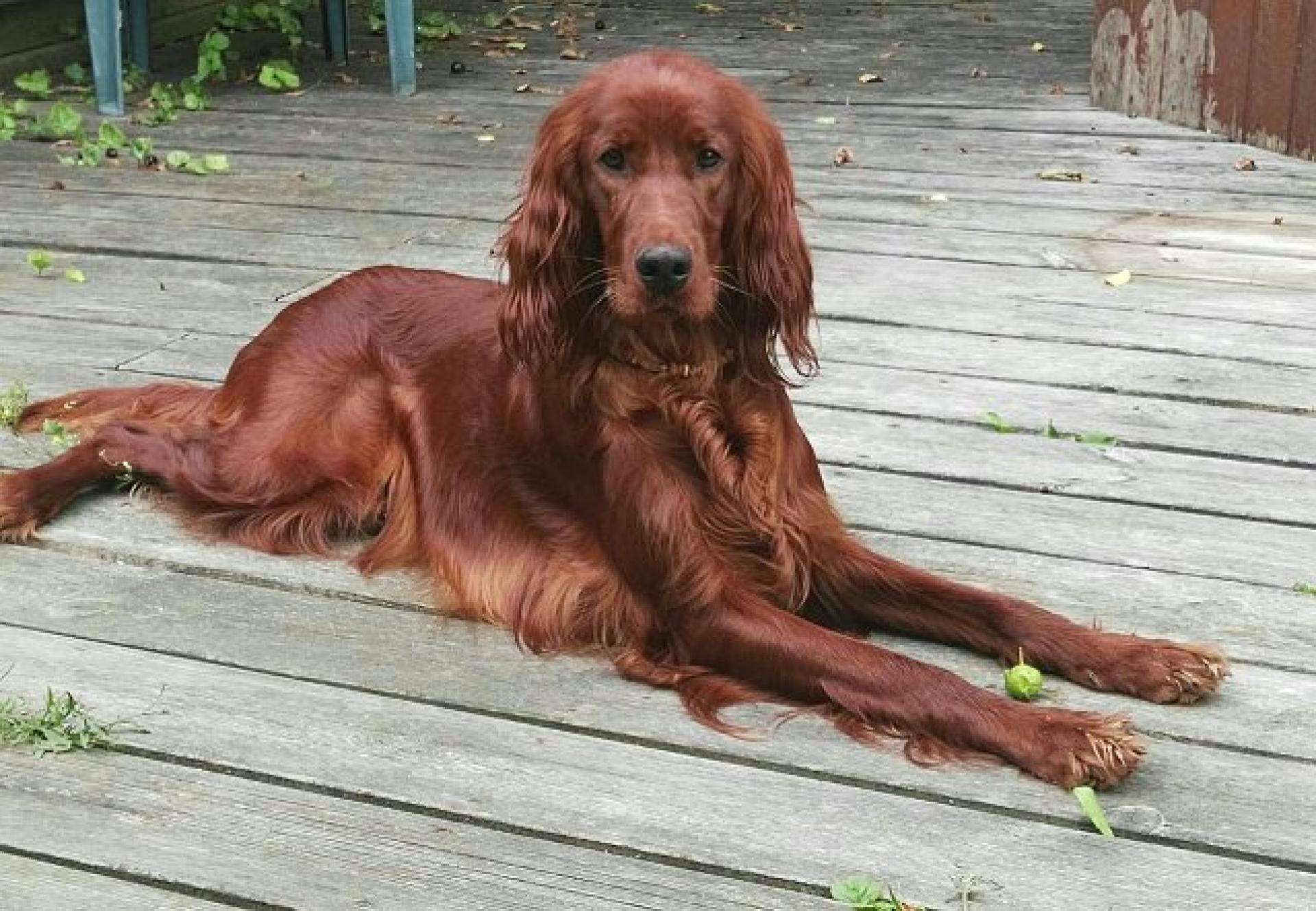 Xara Zwoa Irisch Red Setter vom Gebirgsjägerhof