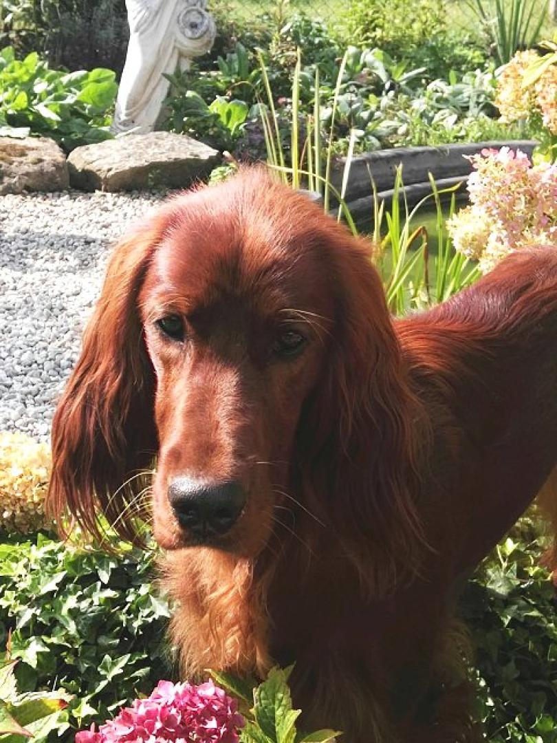Xara Zwoa Irisch Red Setter vom Gebirgsjägerhof