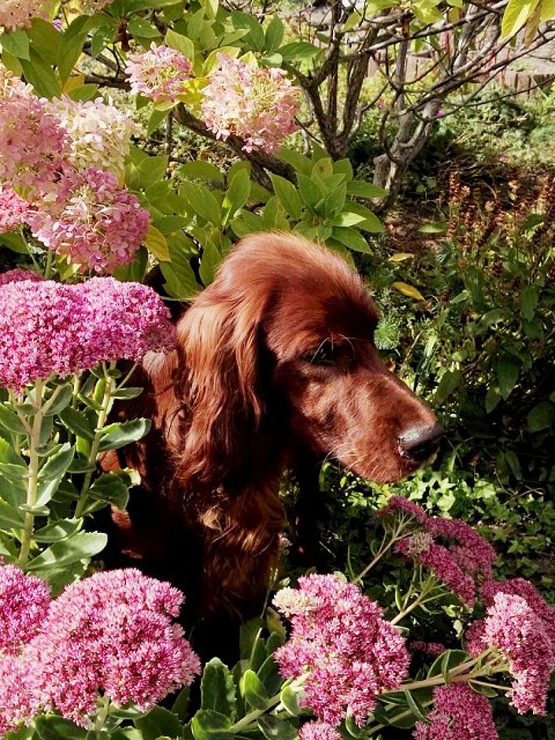 Xara Zwoa Irisch Red Setter vom Gebirgsjägerhof