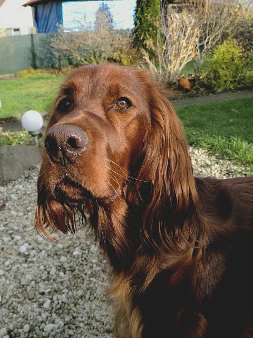 die zwoa hund