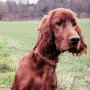 XaraZwoa eine bildhübsche rote Puppe