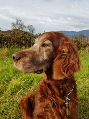 Amigo knapp 12 Jahre alt