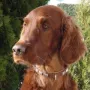 Amigo im Sommer 2009
