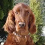 Amigo im Sommer 2009