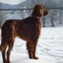 Amigo im Winter 2009/2010