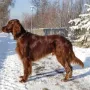 Amigo im Winter 2010