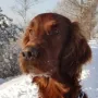 Amigo im Winter 2010