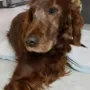 Amigo wird bald 10 Jahre 