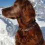 11 Jahre ist Amigo, tolles Bild, toller Hund