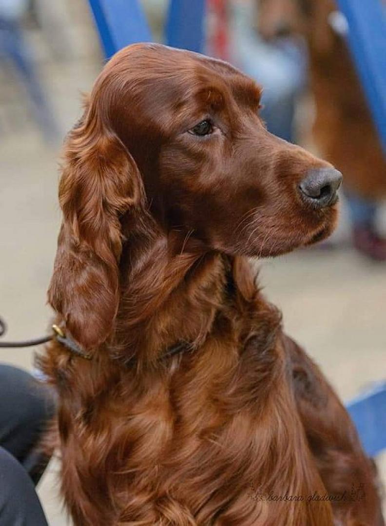 MARLLAND Zo Irish and Handsome aka Sam