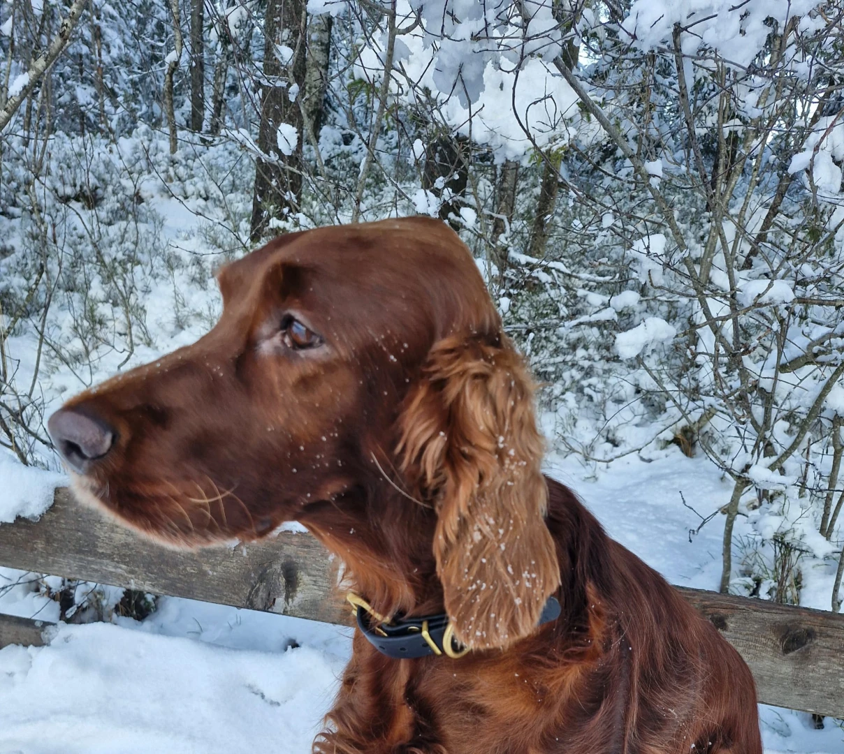 Ypsi im Dezember 2025