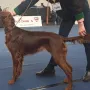 Ypsi bester Jugendhund Wels 2019