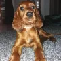Yosie ist zu Walter nach Neustadt /Donau gezogen