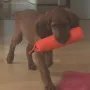 Ilvi ist schon fleissig am apportieren!