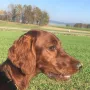 Ylvi im Herbst 2019