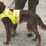 Ylvi unsere fleissige Jägerin