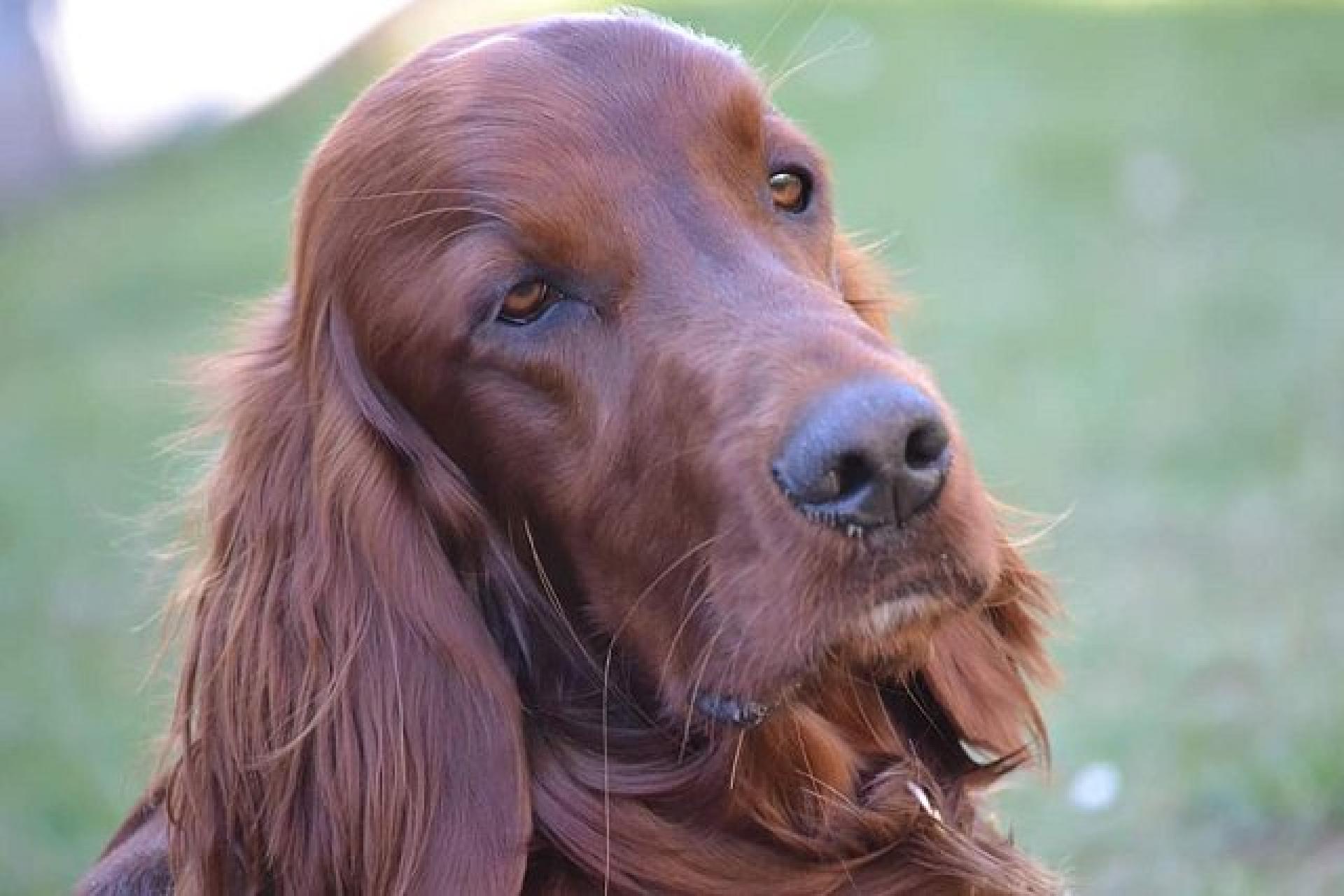Yllian 17 Monate, toller Hund