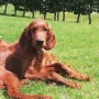 York entwickelt sich zu einem tollen Burschen