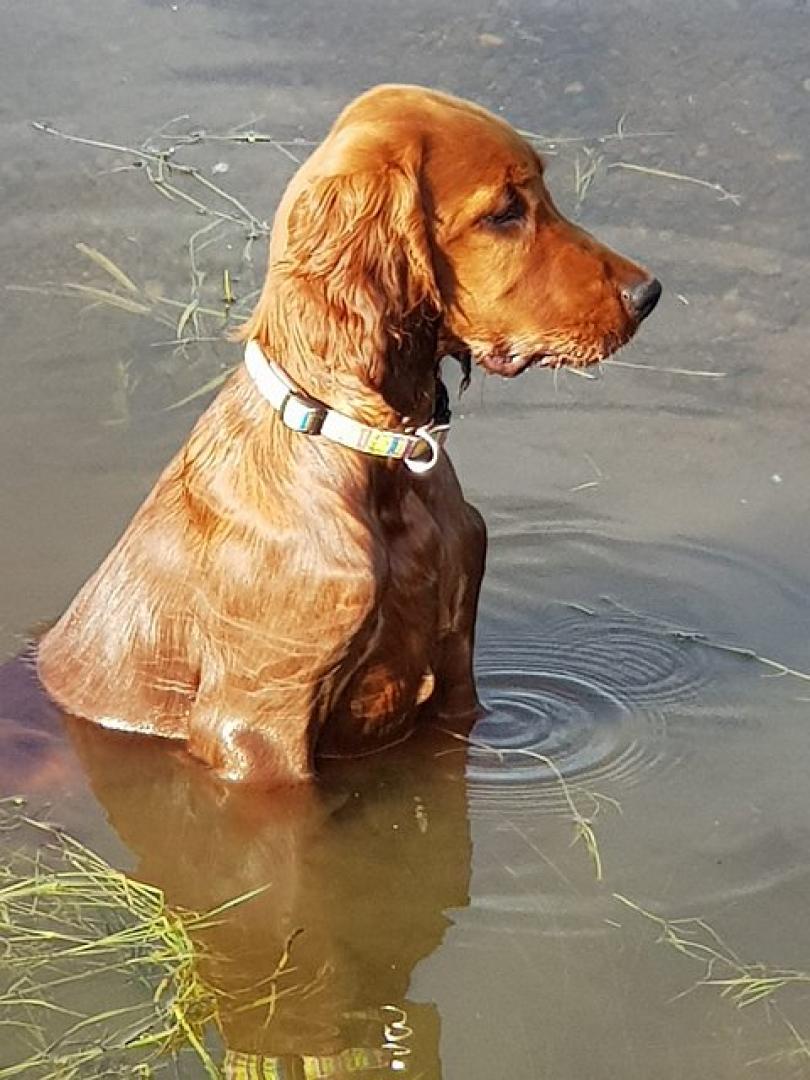 Yankee Zwoa Irisch Red Setter vom Gebirgsjägerhof