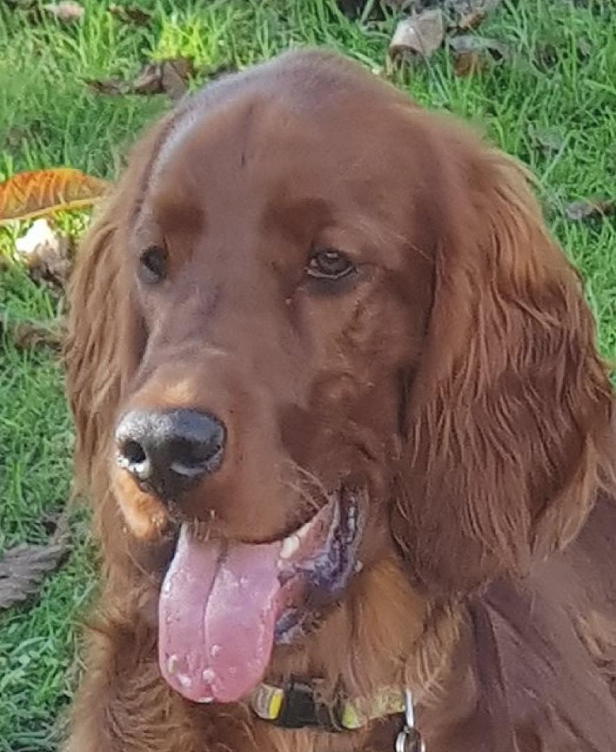 Yankee Zwoa Irisch Red Setter vom Gebirgsjägerhof