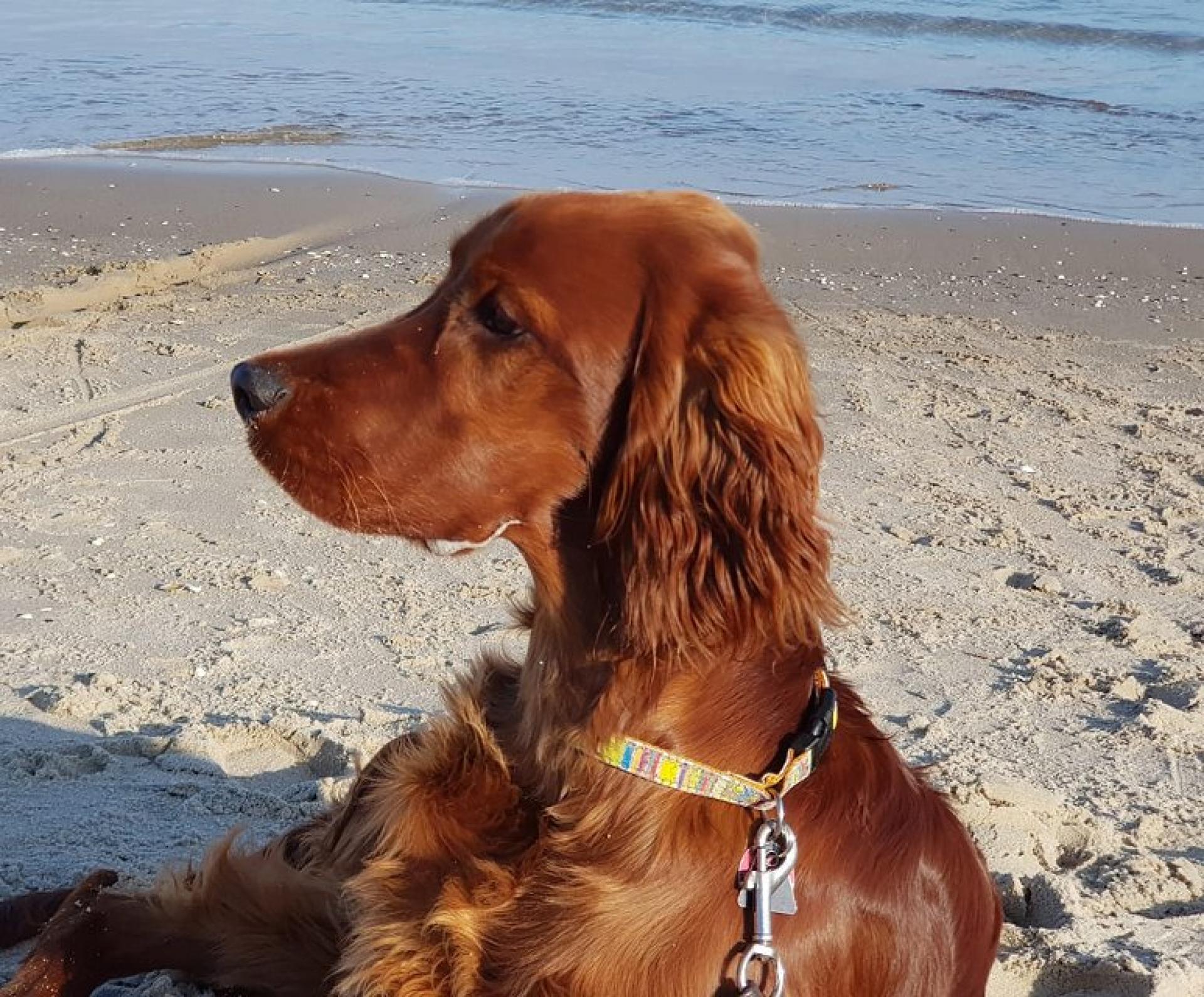 Yankee Zwoa, in Kürze 9 Monate alt 
