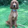 Zandro, ein toller Bursche