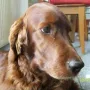 Akira im März 2011