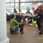 Akira an der CACIB München 2011