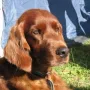Akira im Sommer 2011!