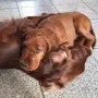 Arwen im neuen Zuhause bei Sabrina und Jan in Eggenstein