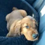 Aria ist zu Jasmin und Alexander nach Nürnberg gezogen