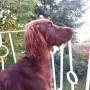 Alba Fynn gen. Falko fühlt sich in seinem neuen Zuhause bei Anke und Dieter pudel(Setter-) wohl