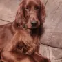 Alba Fynn gen. Valko, bequem auf der Couch 