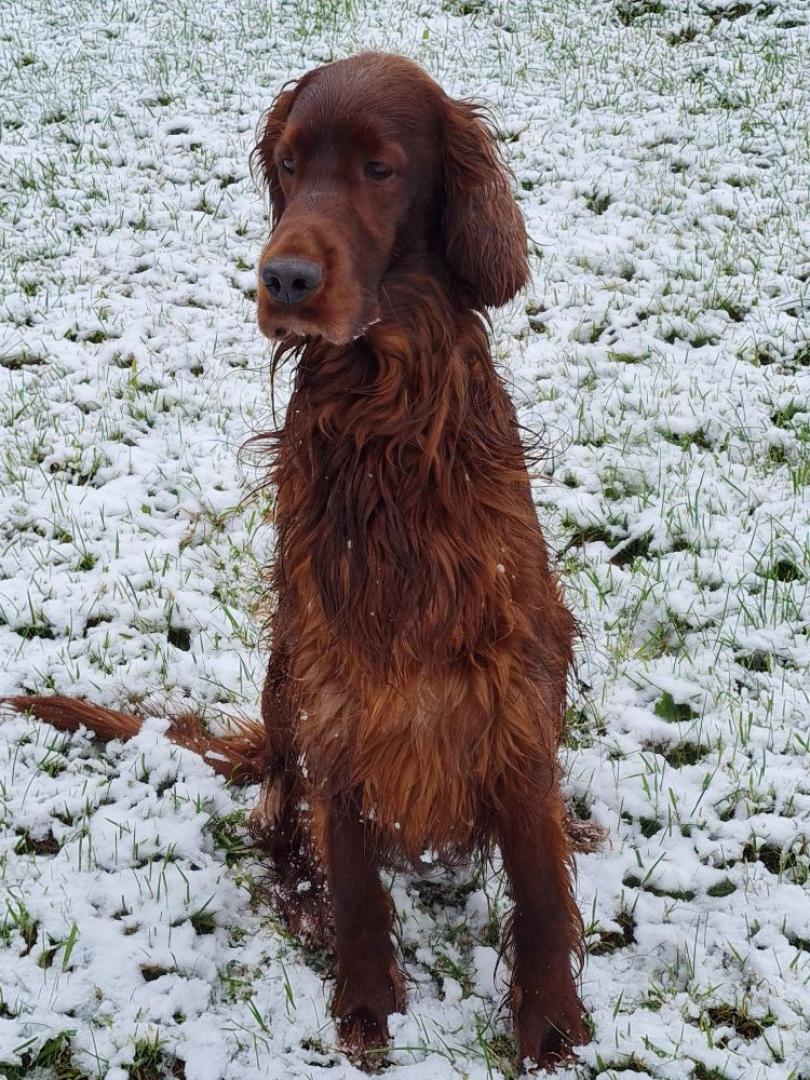 Angus in Kürze 3 Jahre, ein Traumrüde