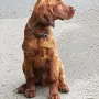 Angus wird ein toller Bursche