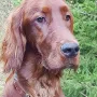 Toller Hund und toller Fotograf!!