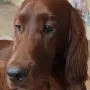 Angus feiert seinen 1. Geburtstag