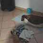 Ari ist zu Pia und Ralph nach Lindendorf gezogen
