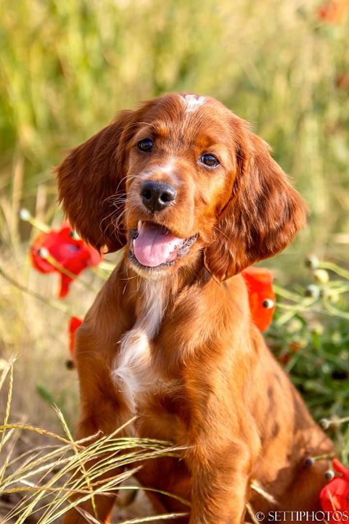 Bavarian Wilma