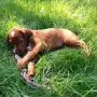 Bavarian Wilma wohnt bei Jenny und Thomas in Leipzig