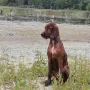 Bavarian Wilma 4 Monate jung