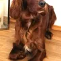 Bavarian Wilma 2 Jahre jung
